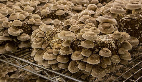 Met SWO/E naar de Shiitake kwekerij in Tilligte