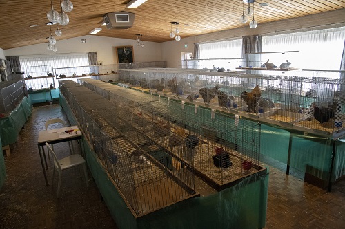 Jongdierendag Kleindierenverenging