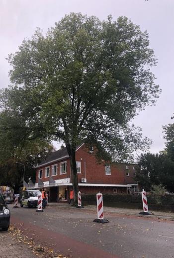Noodkap iep Dorpsstraat in Vaassen