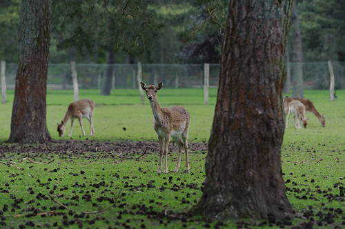 Onjuiste weergave in De Stentor over stappen Hertenkamp