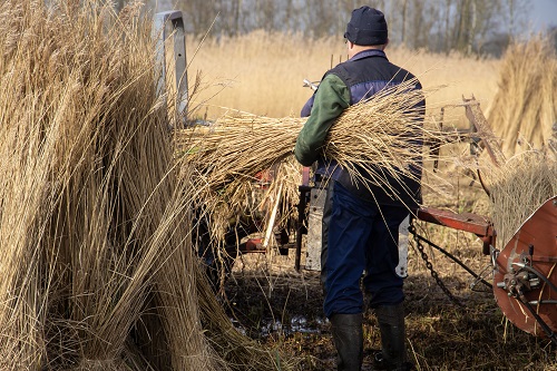 Rietsnijden Nationaal Park Weerribben-Wieden met fotograaf uit Vaassen