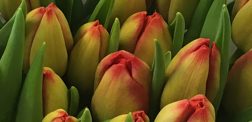 Het Rode Kruis is ook verrast door deze actie van Jolanda Godvliet.