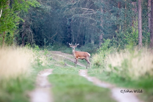 Wild spotten met John Wild