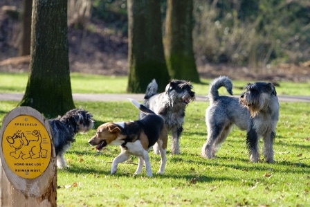 Afspraken over honden. Wat vindt ú ervan?