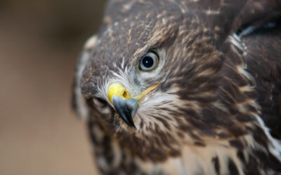 Let op buizerd