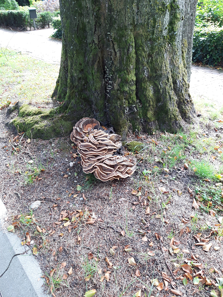 Maandag 14 september: noodkap beuk Quickbornlaan