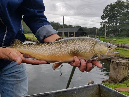 Extra uitzet tijgerforellen op vijver 2.