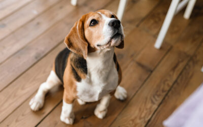 Hondenbelasting: Is uw hond al aangemeld?