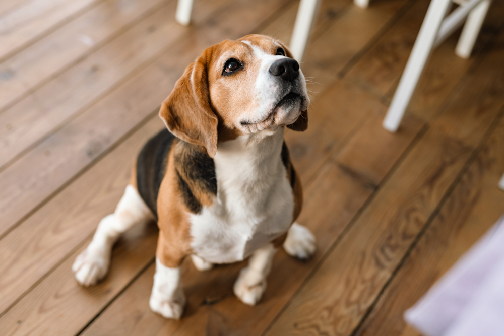 Hondenbelasting: Is uw hond al aangemeld?