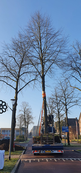 Verplaatsing vier bomen ter voorbereiding van de aanleg rotonde Quickbornlaan in Epe