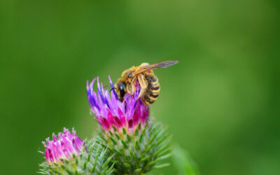 Start project voor meer biodiversiteit in Beemte-Broekland