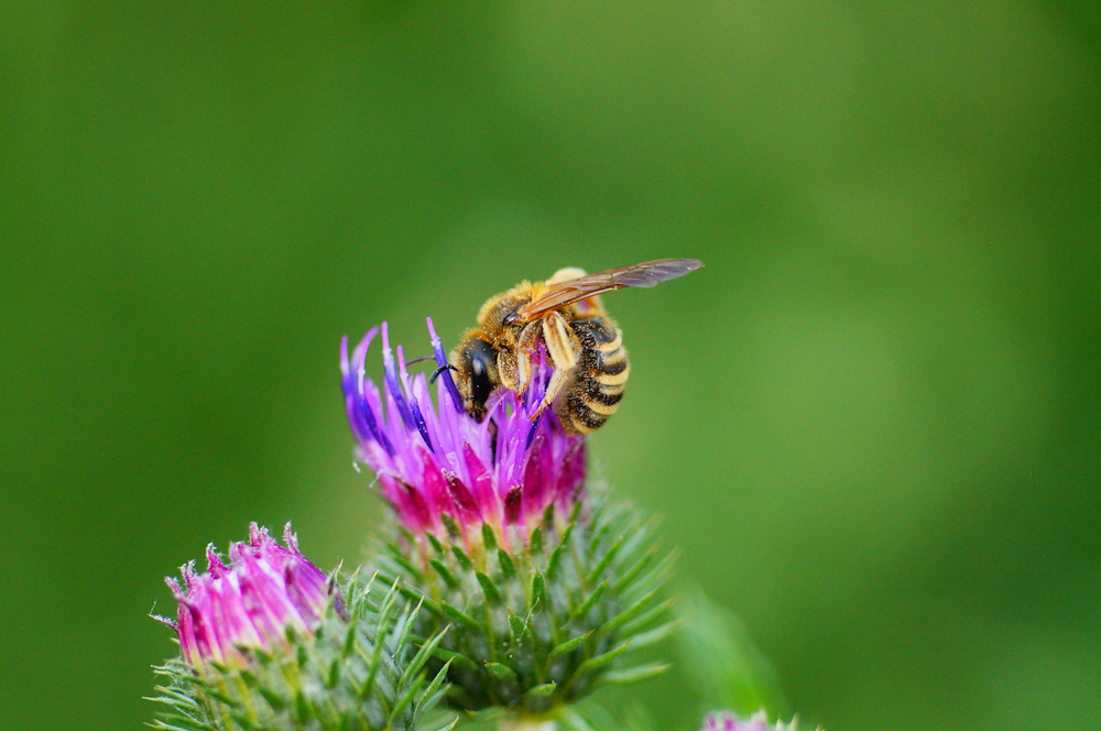 Start project voor meer biodiversiteit in Beemte-Broekland