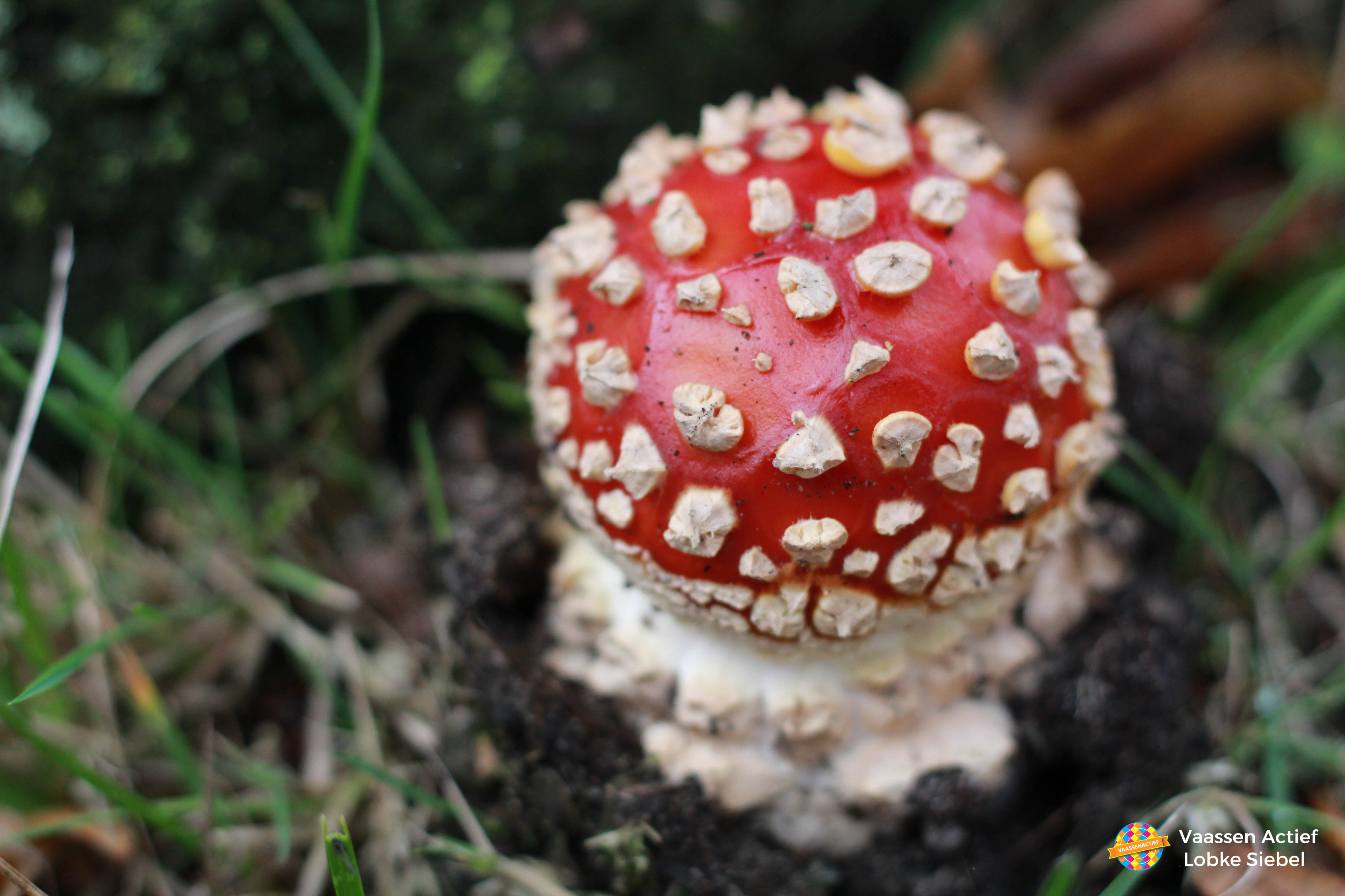 Herfst in Vaassen