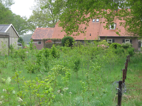 Help vogels en plant een vogelbosje met bessen