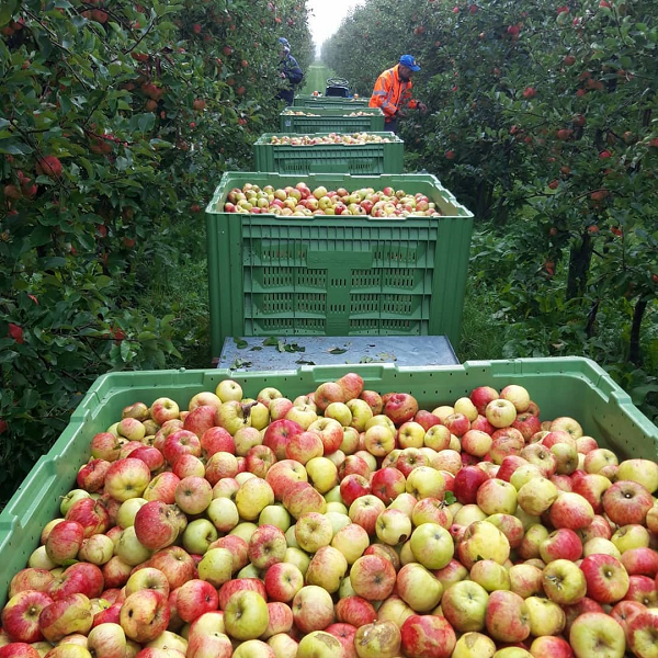 Appels en peren plukken Sidney and Friends 2021
