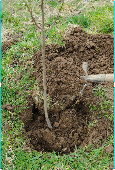 Gemeente plant 374 nieuwe bomen