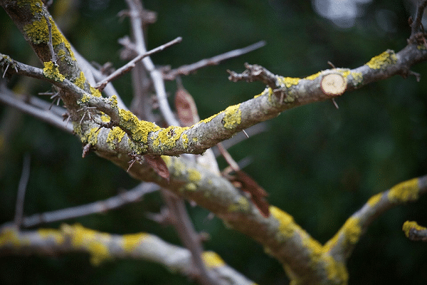 Snoeiwerkzaamheden in de winter