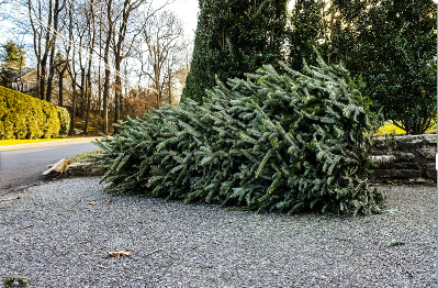 Inzameling kerstbomen