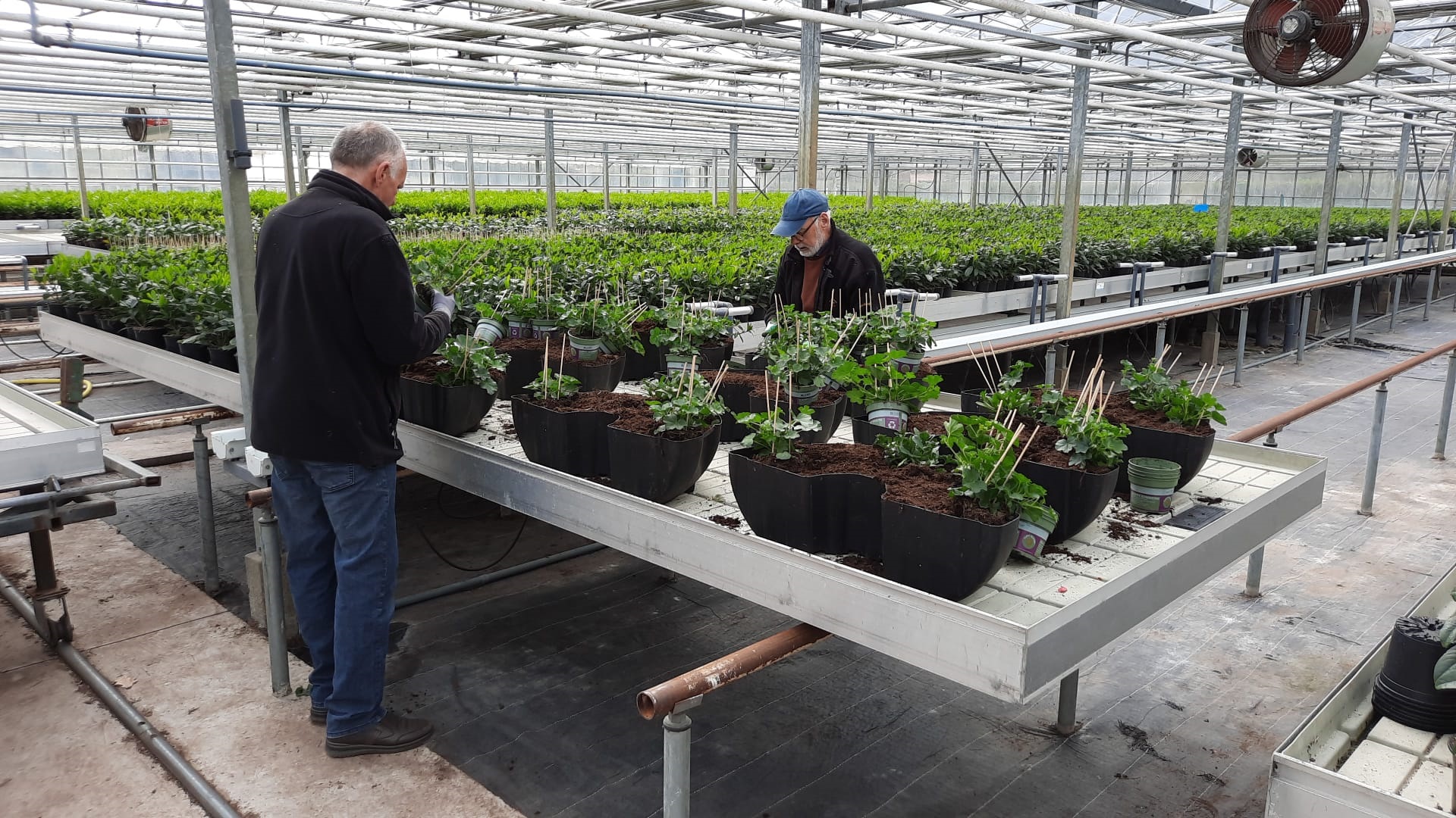 Bloembakken zijn weer gevuld