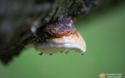 Paddenstoelen