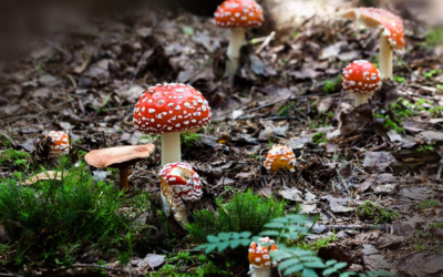 Paddenstoelen: kijken mag, plukken niet!