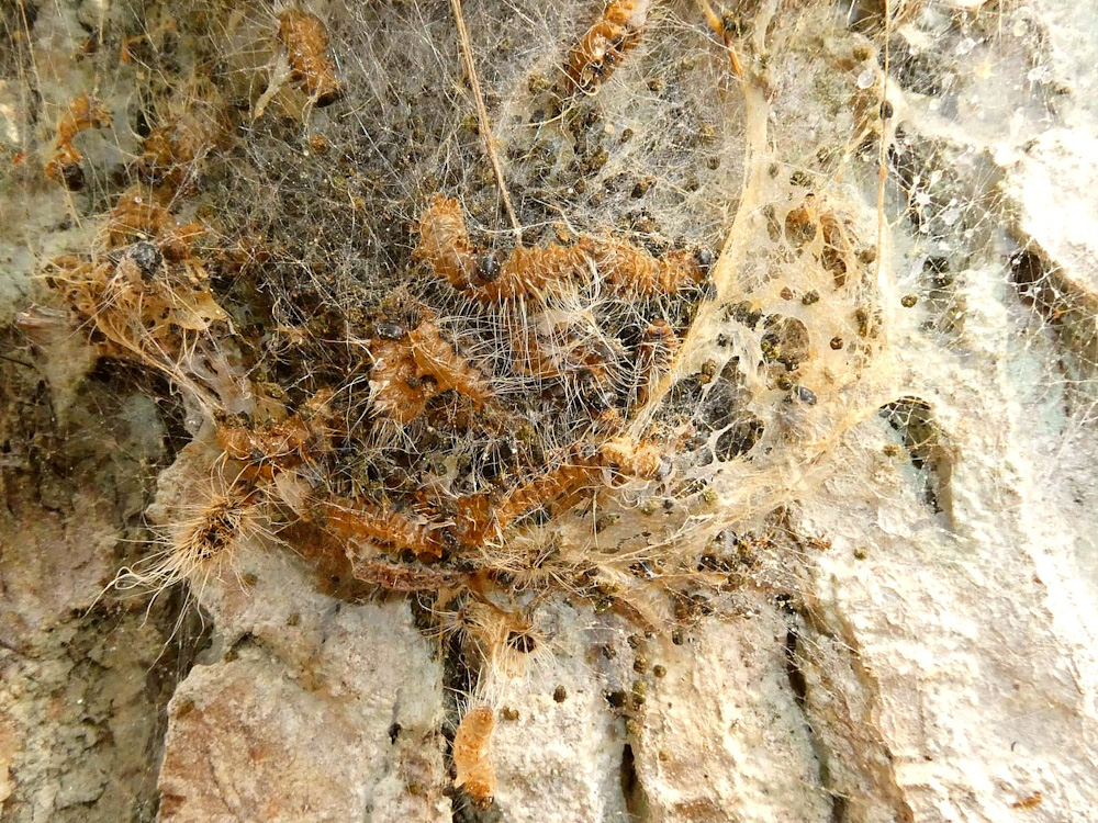 Gefixeerd nest eikenprocessirups_edited