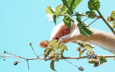 Help je mee met het verwijderen van bramen op de Veluwe?