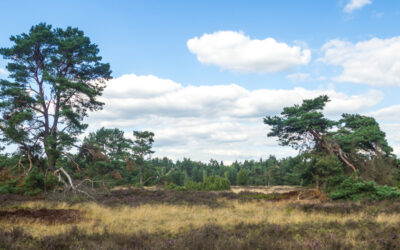 Archeologische wandeling in Vaassen