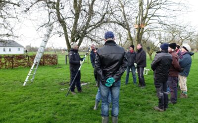 Vrijwilligers gezocht voor het behoud van hoogstamboomgaarden Epe
