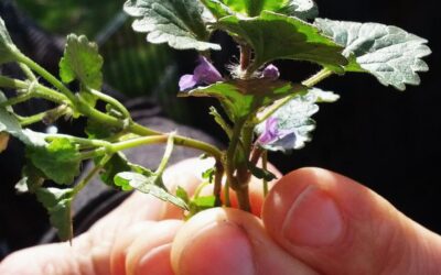 Eetbare wilde plantenwandeling rondom infocentrum IJssel den Nul