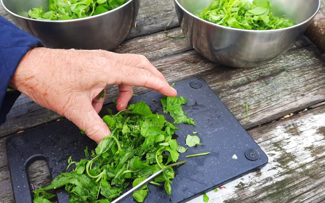 Verassende smaken ontdekken tijdens jaarcursus eetbare wilde planten