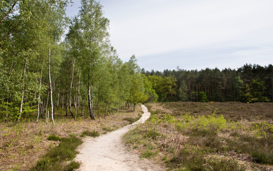 Start uitvoering recreatiezoneringsplan gemeentebos Epe