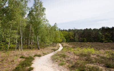 Start uitvoering recreatiezoneringsplan gemeentebos Epe