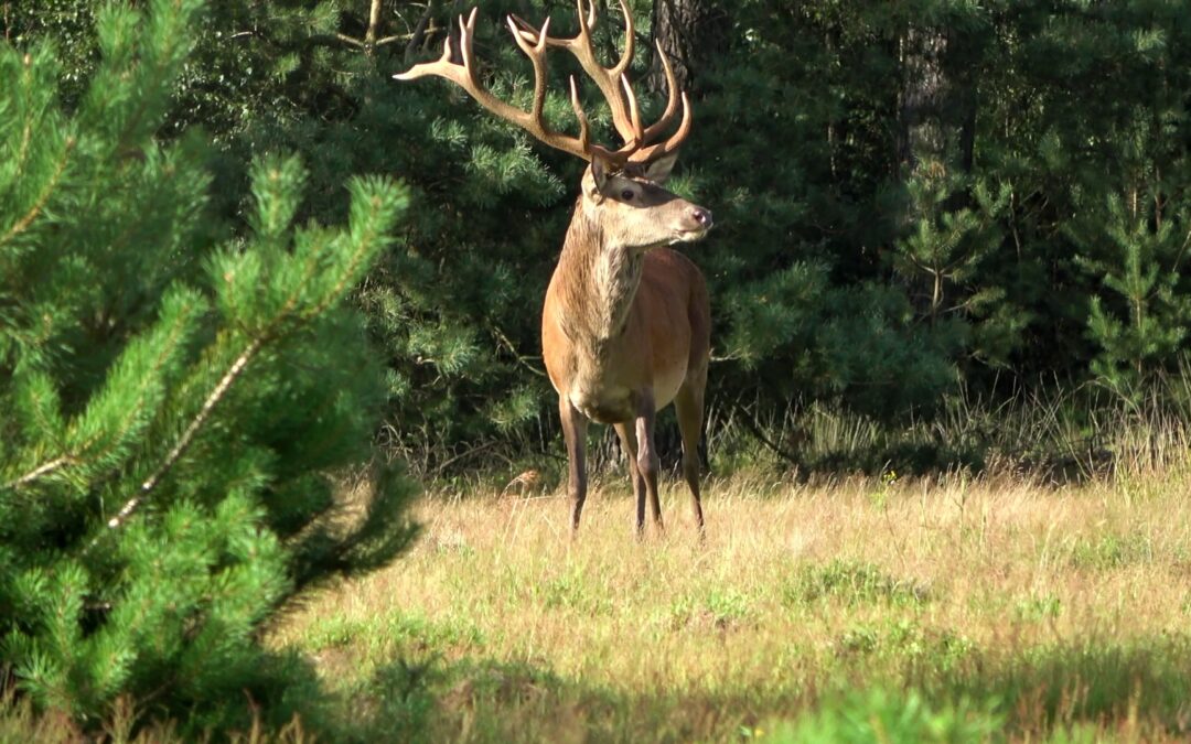 Extra filmavond natuurfilm in Dorpskerk Vaassen