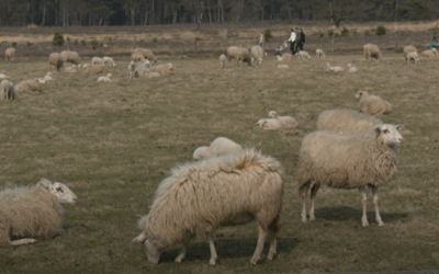 Schaapskudde krijgt kuddebeschermingshonden