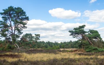 Archeologische activiteiten in de gemeente Epe