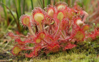 Bijzondere plantenexcursie, landgoed Staverden
