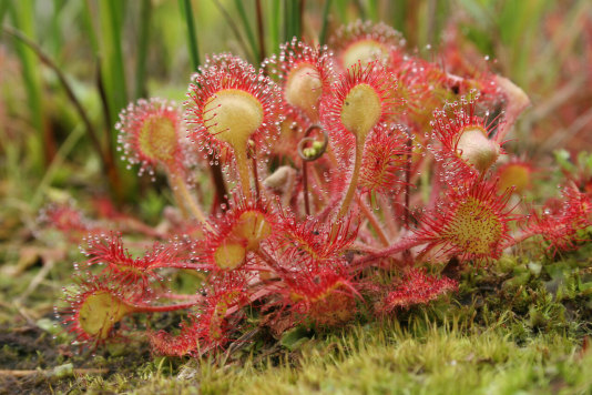 bijzondere-plantenwandeling-staverden-zonnedauw-koos-dansen