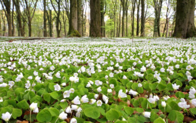 Zondagmorgenwandeling, landgoed Lichtenbeek en Boschveld