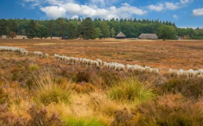 Ontmoet de herder en zijn schaapskudde